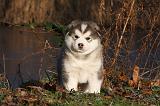 ALASKAN MALAMUTE 563